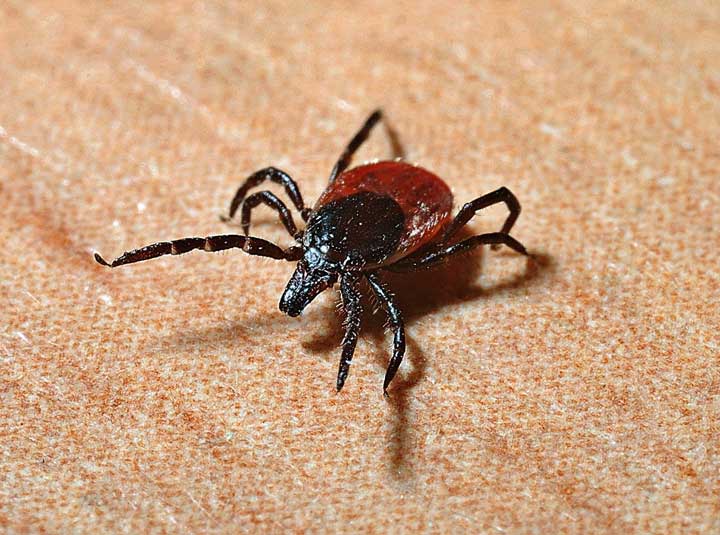 Image of a tick. 