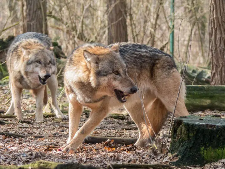 Image of wolves in the wood. 