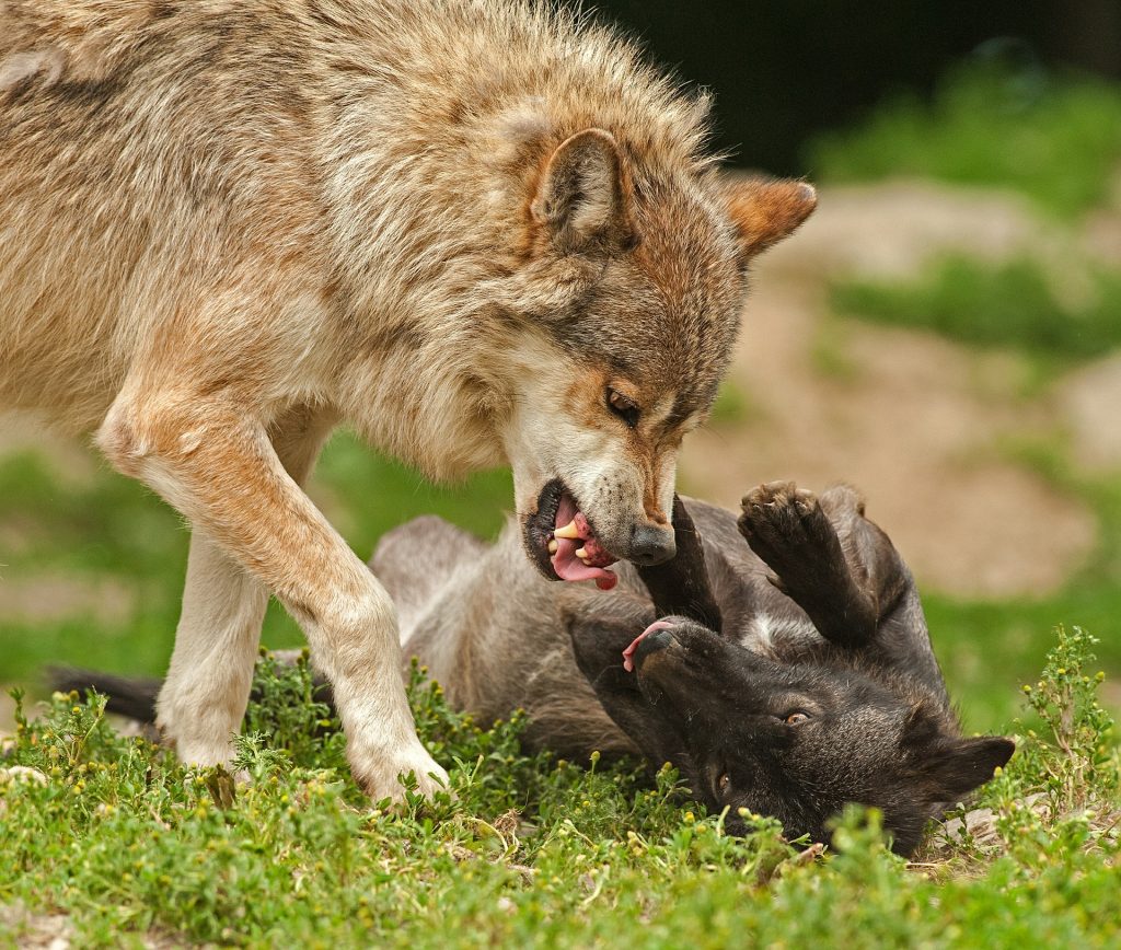 Image of wolves while communicating visually. 