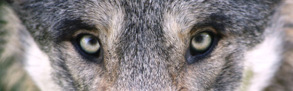 Image of the eyes of a wolf.