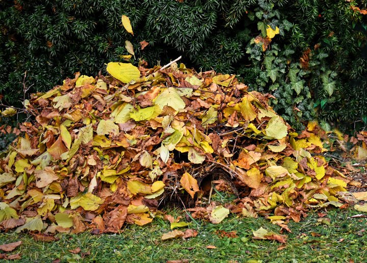 Photo of a pile of dead leaves. 