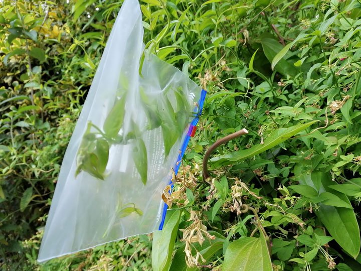 Image of a freezer bag zipped around a plant to collect condensed water from. 