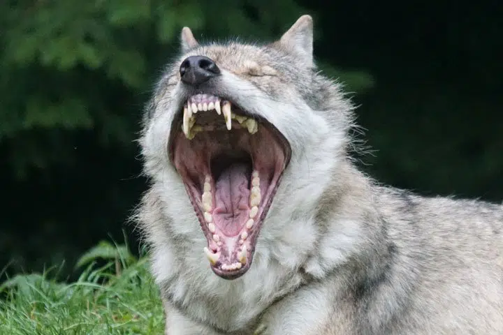 Image of a wolf yawing, displaying the all the teeth. 