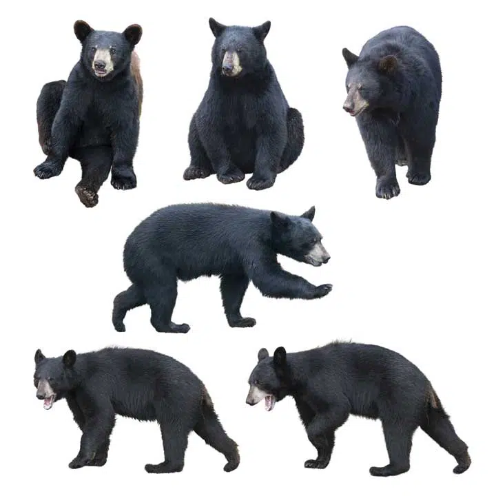 Photos of black bears