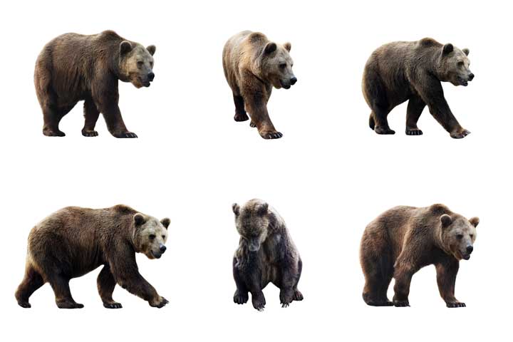 Photos of brown bears