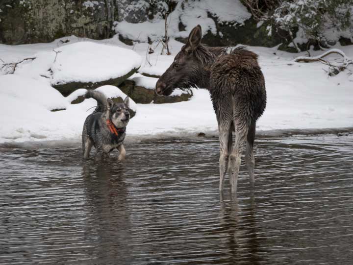 Dog meets a wild moose calf. 