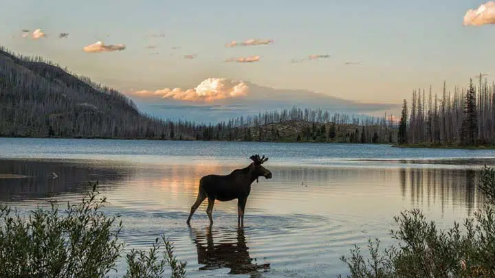 Moose in the lake. 