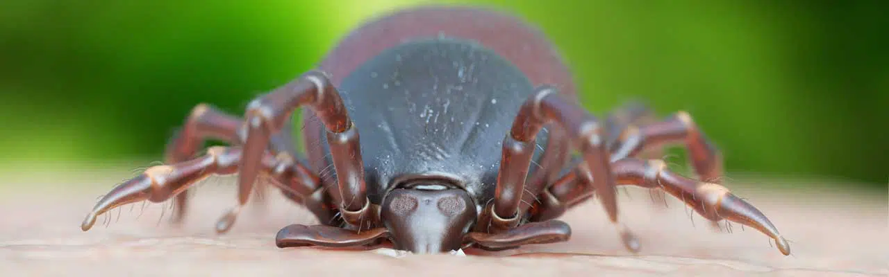 How to Protect from Ticks - Smart Tips for Outdoor Enthusiasts