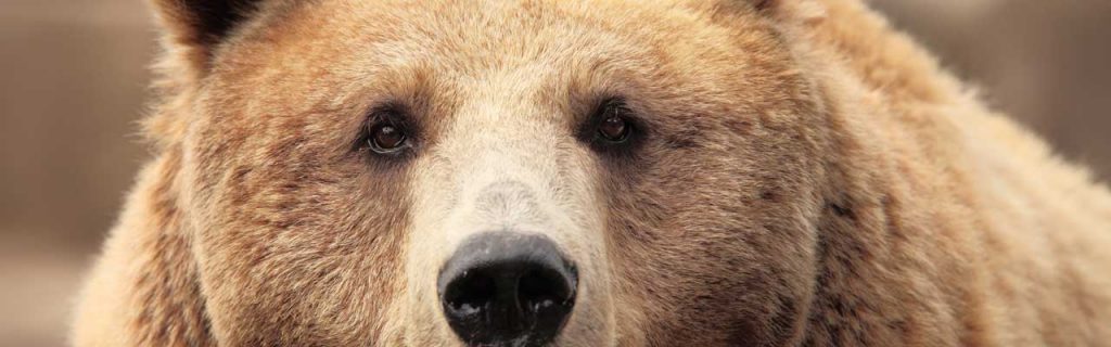 Closeup of the eyes of a brown bear.