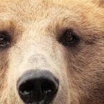 Closeup of the eyes of a brown bear.