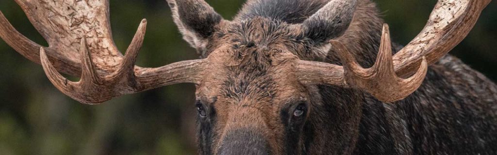 Photo of a moose.