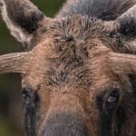 What to do if you encounter a moose in the wild