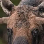 Photo of a moose.