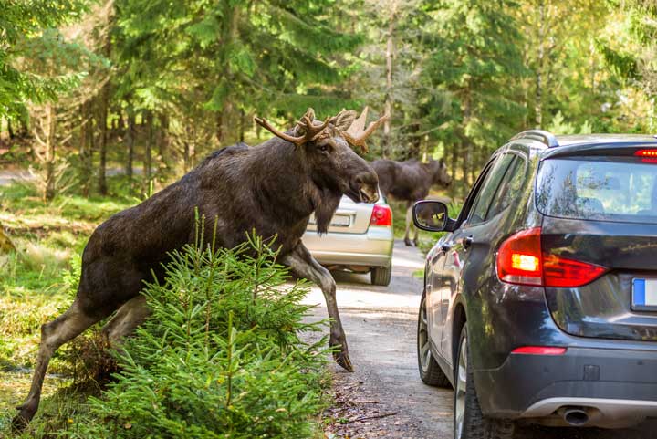 Moose crossing the road. 