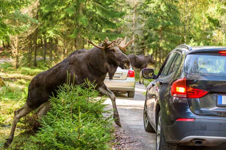 Moose crossing the road. 
