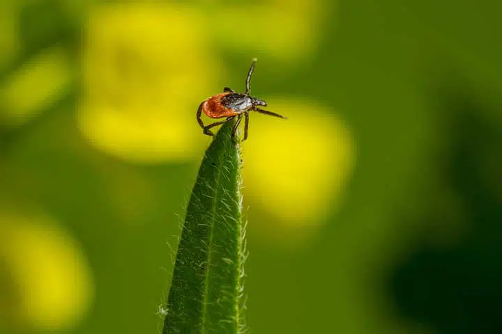 Photo of a tick on a plant, waiting for a host. 