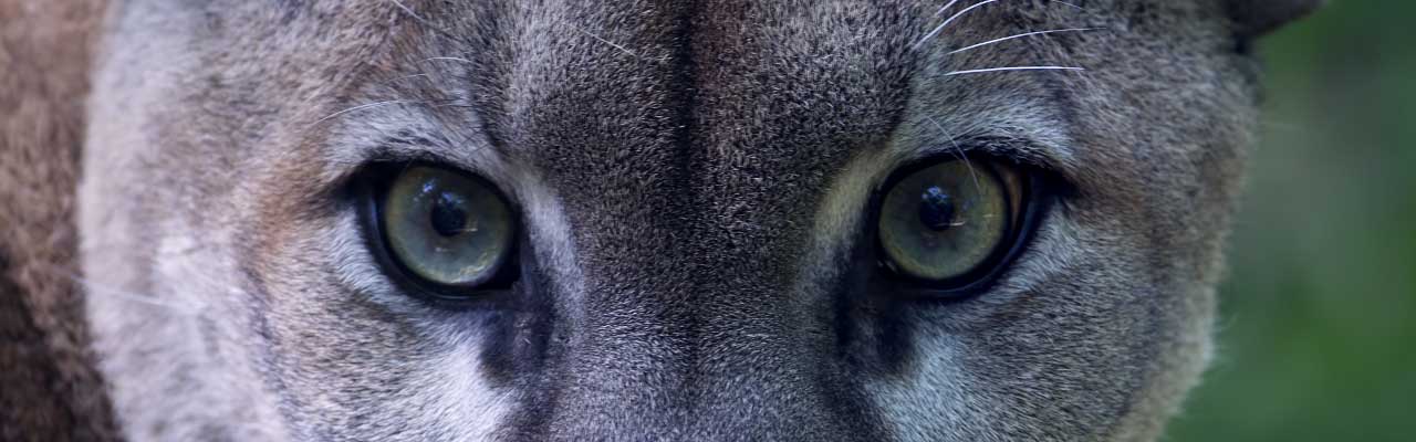 What to Do If You Face a Puma in the wilderness