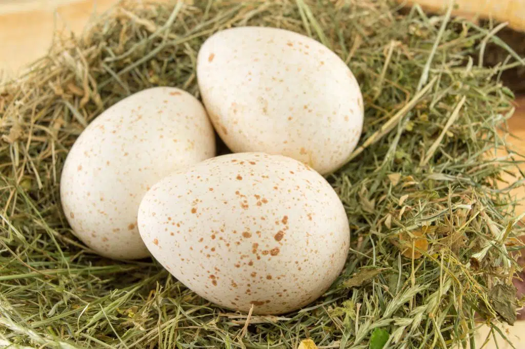 Photo of turkey eggs.