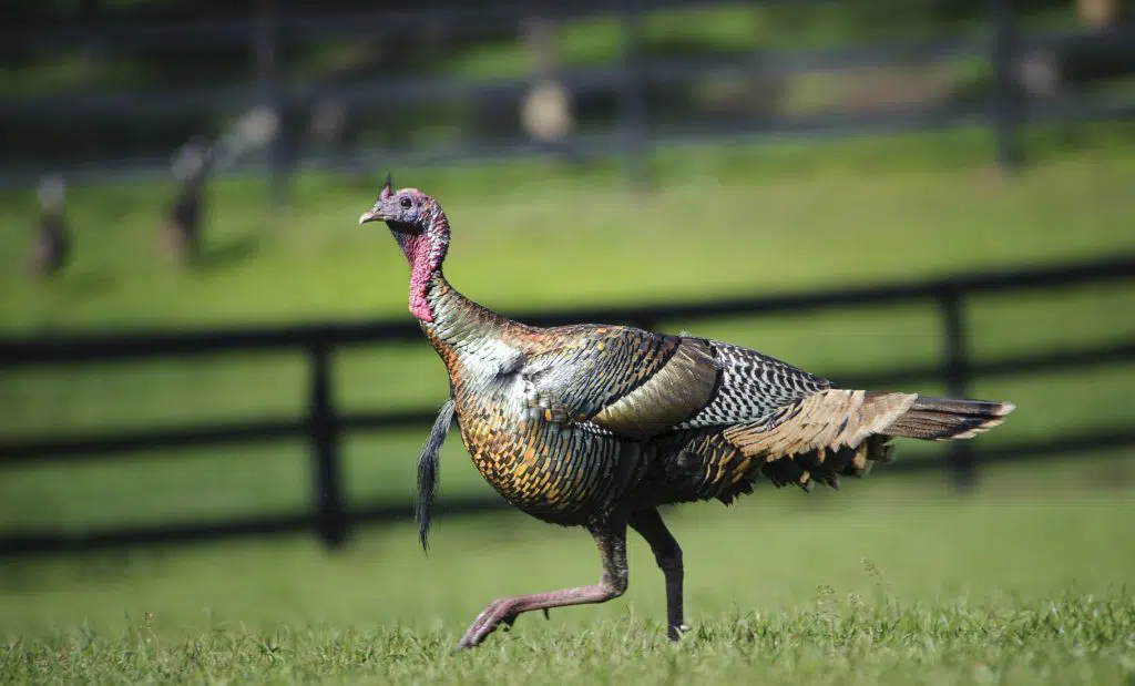 Photo of a turkey.