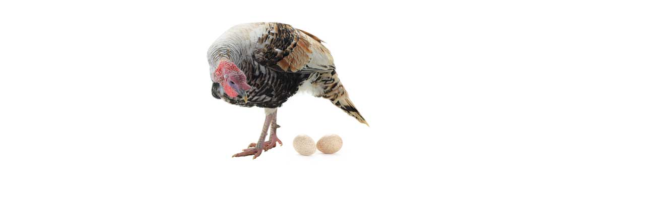 Photo of a turkey looking at her eggs.