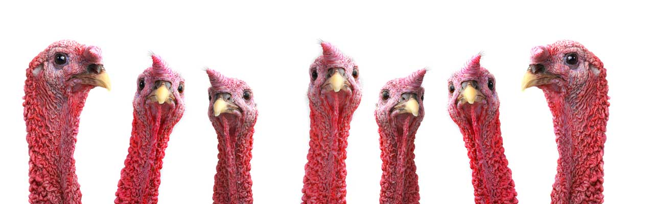 Photo of a bunch of turkeys staring at you.
