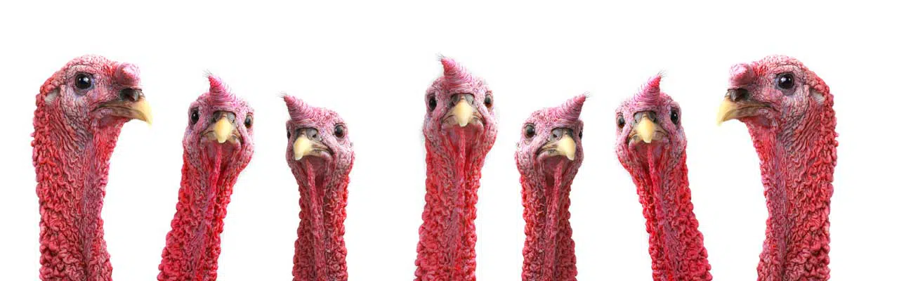 Photo of a bunch of turkeys staring at you.