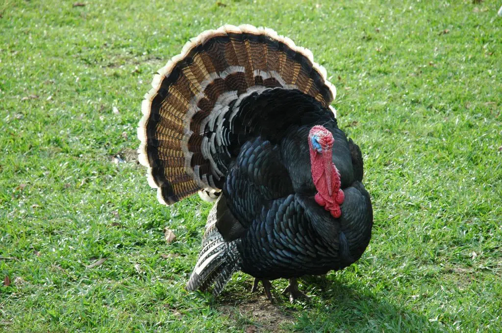 Photo of a turkey