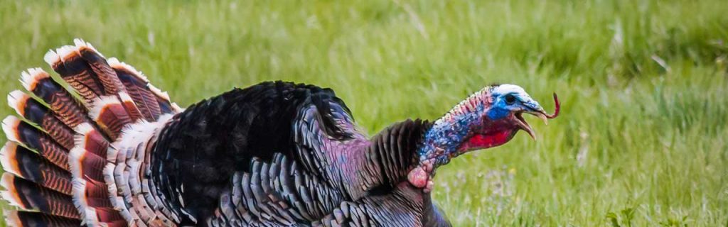 Photo of a gobbling turkey.