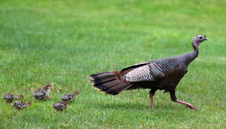 Photo of a turkey with her hen. 