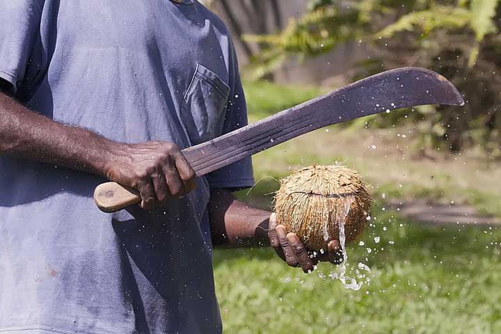 Photo of a man cracking a coconut with a machete. 