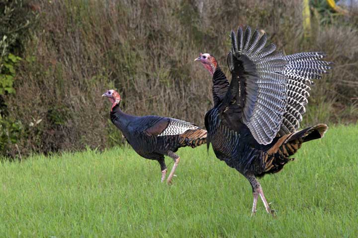 Photo of two wild turkeys.