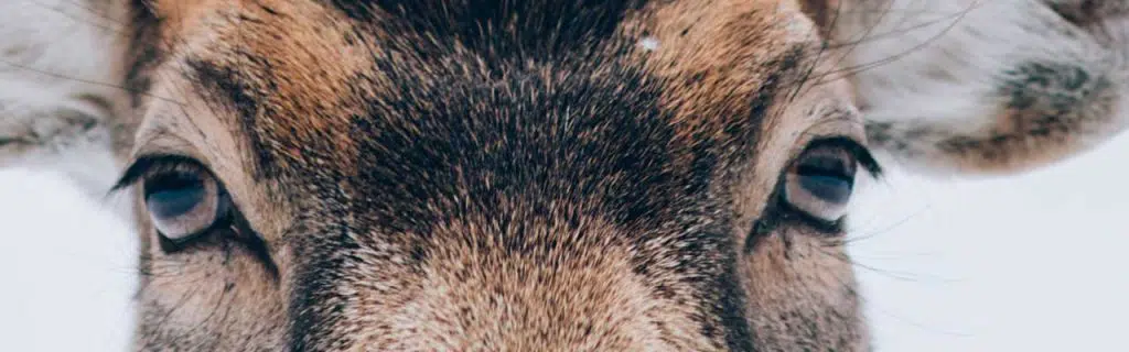 Photo of a bull deer staring at the camera.