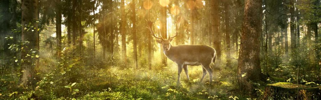 Photo of a deer in the woods.