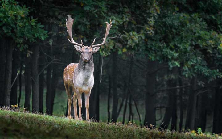 Photo of a deer staring at the camera in the woods.