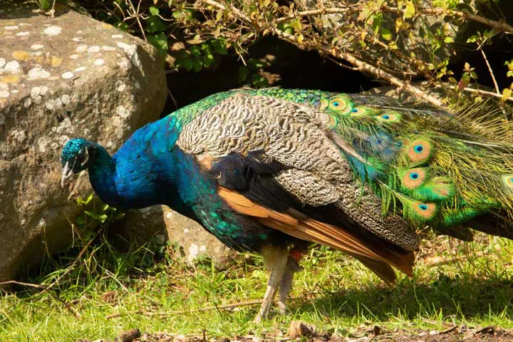 Photo of a peacock. 