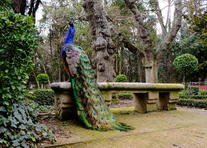 Photo of a peacock. 