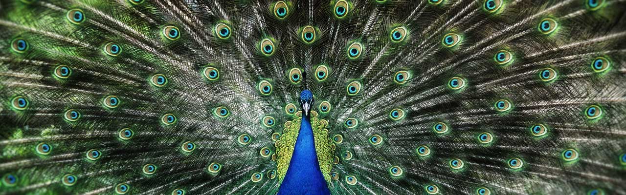 Photo of a peacock.
