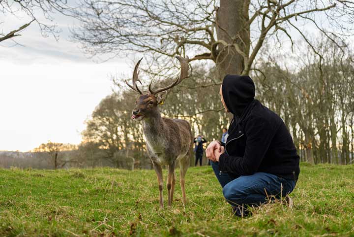 Deer and human Photo of a deer interactive with humans.