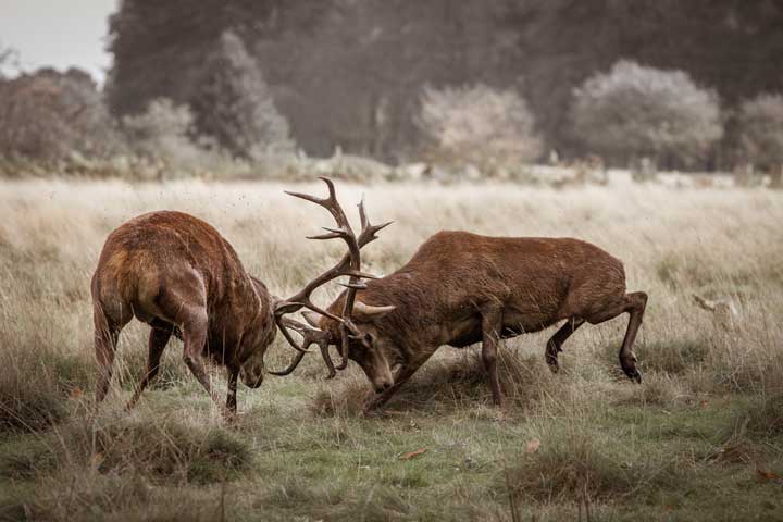 Deer fight Photo of two bull deer fighting.