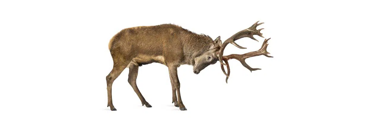 Image of a bull deer ready to fight.