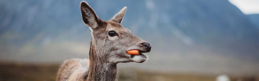 Photo of a deer eating a carrot.