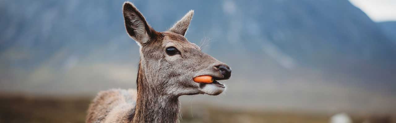 Do Deer Eat Carrots?