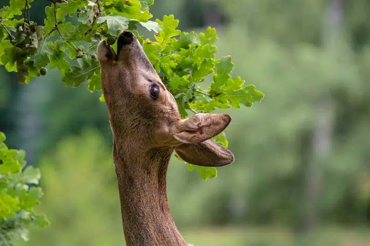 Photo of a deer eating wild plants. 