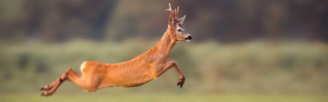 Photo of a deer running.