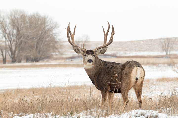 Photo of a mule deer buck in the snow. 