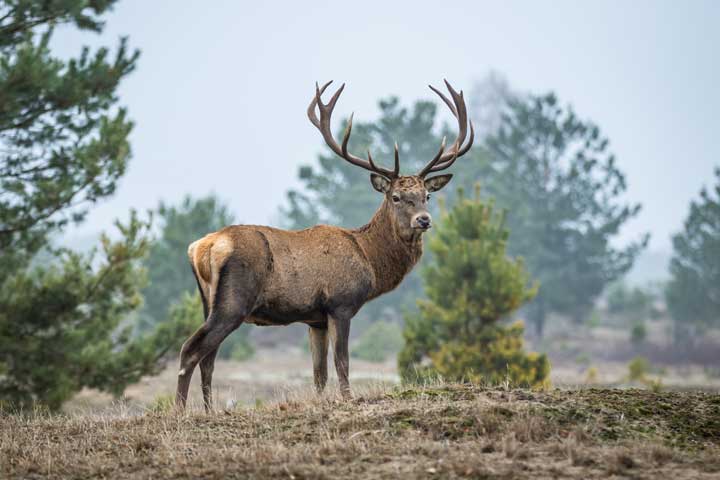 Red Deer's antler Photo of a red deer.
