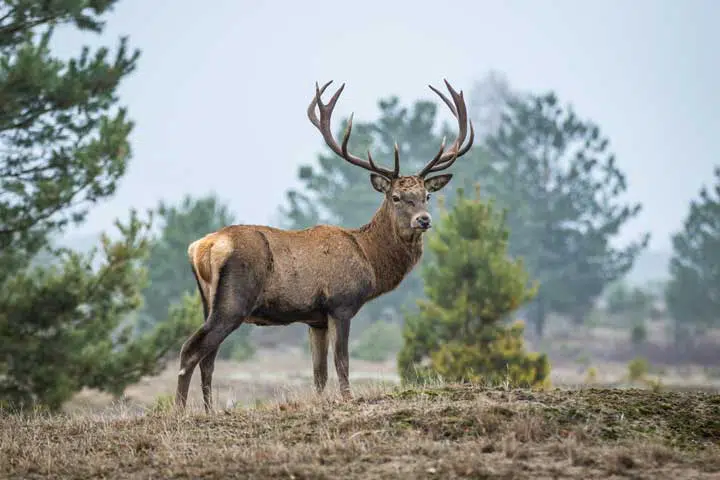 Photo of a red deer. 