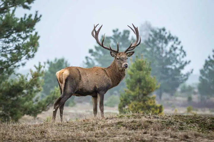 Photo of a red deer in the heatland. 