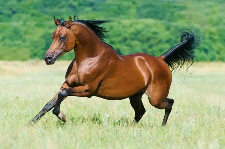Photo of a horse running. 