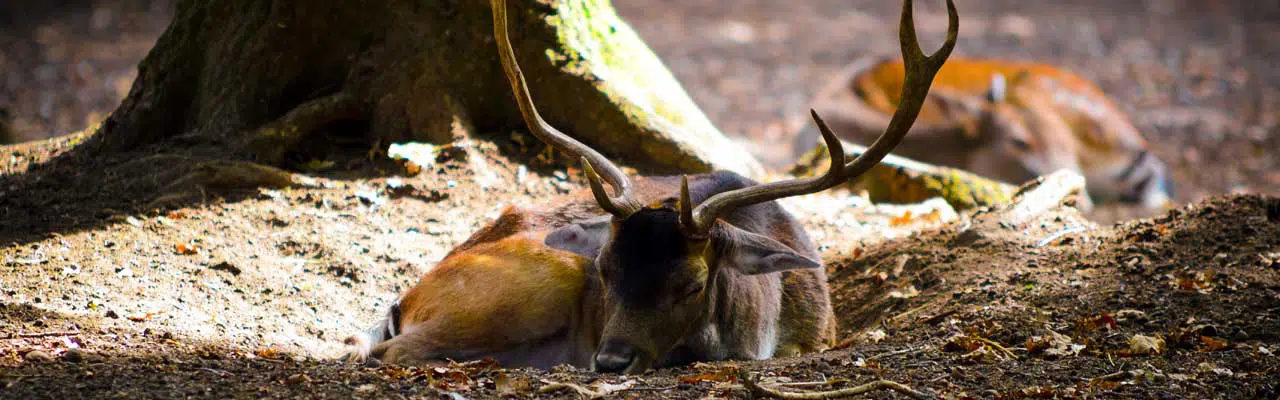 Photo of two deer sleeping near a tree.